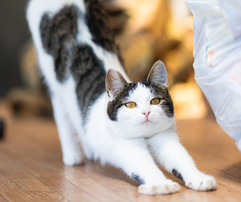 Zdravi sklepi - najboljša jutranja rutina BIOMA Vitals