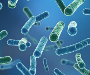 Probiotiki - mlečnokislinske bakterije